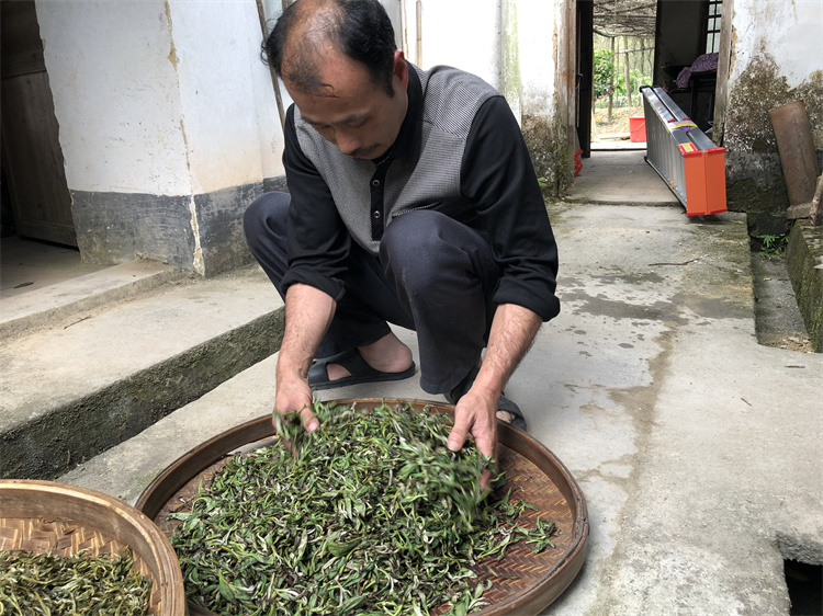 仁化白毛茶制作环节——揉捻 冯紫娟2020.4.jpg