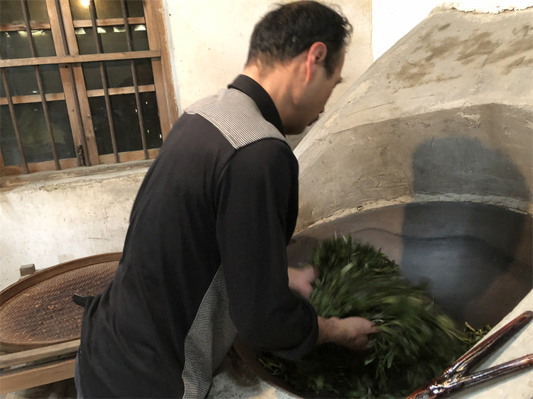仁化白毛茶制作环节——杀青 冯紫娟2020.4.jpg