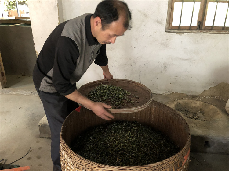 仁化白毛茶制作环节——足干 冯紫娟2020.4.jpg